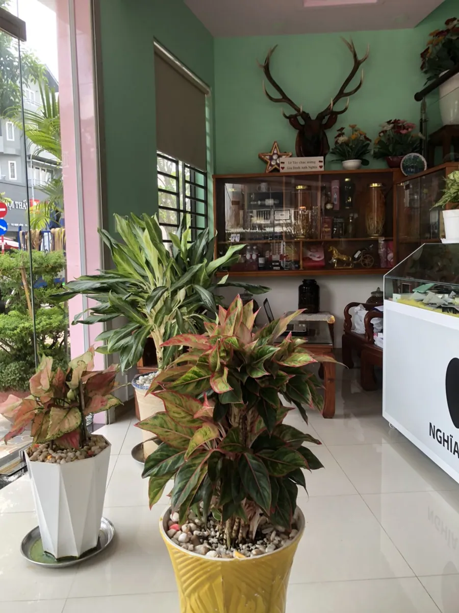 Cầm đồ Bà rịa - Nghĩa – ảnh 2